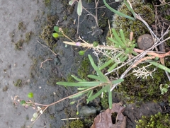Phemeranthus parviflorus