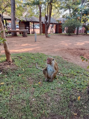 Toque Macaque