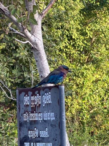 Indian Roller