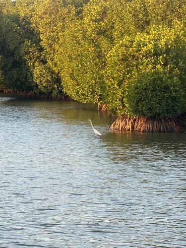 Great Egret