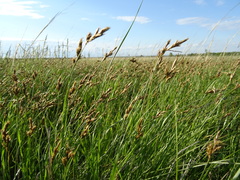 Carex praecox