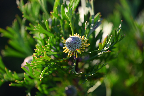 Isopogon anemonifolius, photograph 2