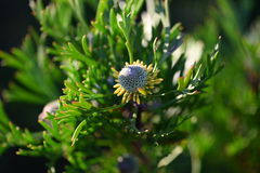Isopogon anemonifolius, photograph (c) Bryce Watts-Parker, some rights reserved (CC BY)