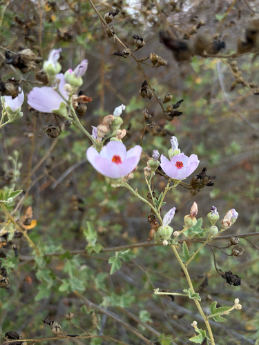 Malacothamnus fasciculatus, photograph 5
