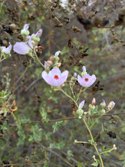 Malacothamnus fasciculatus, photograph (c) Sarah Dillion, some rights reserved (CC BY)