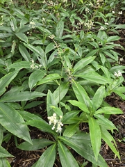 Pollia japonica, photograph (c) WATANABE Hitoshi 渡辺仁, some rights reserved (CC BY)