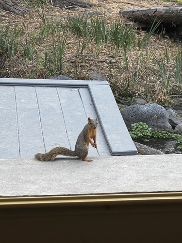 Eastern Fox Squirrel