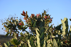 Angophora hispida, photograph (c) Bryce Watts-Parker, some rights reserved (CC BY)
