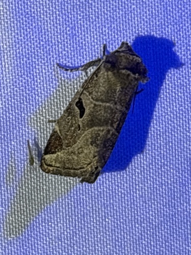 Black-barred Brown