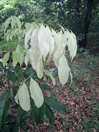Litchi chinensis observed 2026-09-13