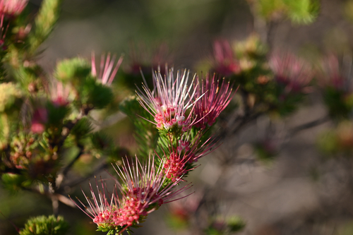 Darwinia fascicularis, photograph 3