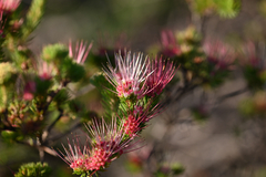 Darwinia fascicularis, photograph (c) Bryce Watts-Parker, some rights reserved (CC BY)