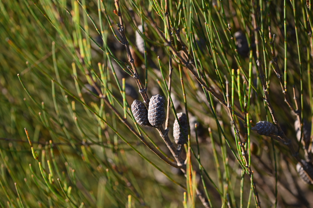 Allocasuarina distyla; photograph (c) Bryce Watts-Parker, some rights reserved (CC BY)