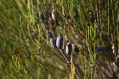 Allocasuarina distyla