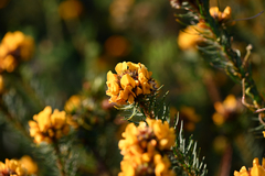 Pultenaea stipularis, photograph (c) Bryce Watts-Parker, some rights reserved (CC BY)