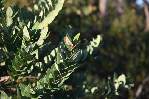 Angophora hispida, photograph 2