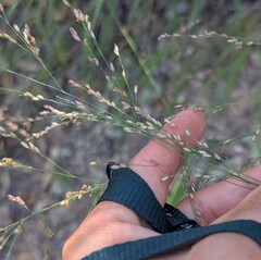 Zuloagaea bulbosa