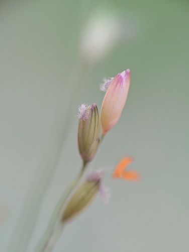 Zuloagaea bulbosa, photograph 1