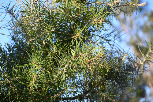 Hakea gibbosa