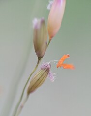 (c) Zihao Wang, some rights reserved (CC BY) Zuloagaea bulbosa, photograph (c) Zihao Wang, some rights reserved (CC BY)