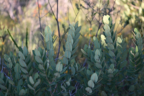 Angophora hispida, photograph 1
