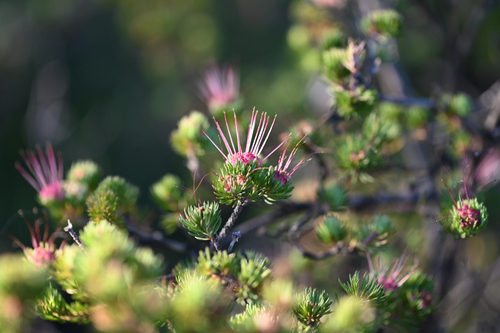 Darwinia fascicularis, photograph 2