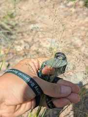 Eragrostis intermedia