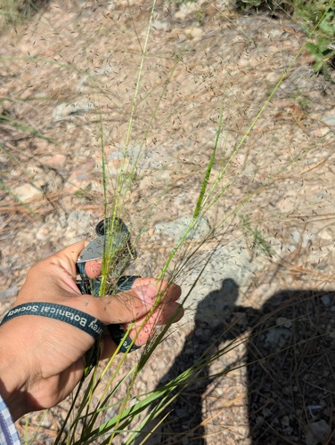 Eragrostis intermedia, photograph 3