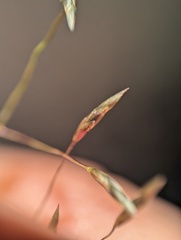 Eragrostis intermedia, photograph (c) Zihao Wang, some rights reserved (CC BY)