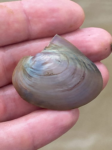 Pink Papershell