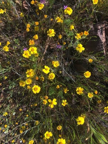 Douglas' tickseed (Coreopsis douglasii)