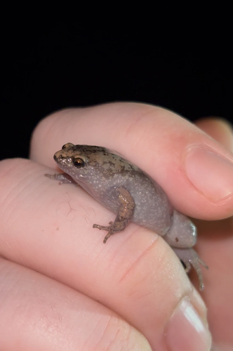 Eastern Narrow-mouthed Toad