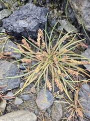 Plantago maritima, photograph (c) Sophie Wolvin, some rights reserved (CC BY)