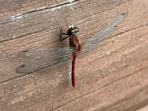 White-faced Meadowhawk