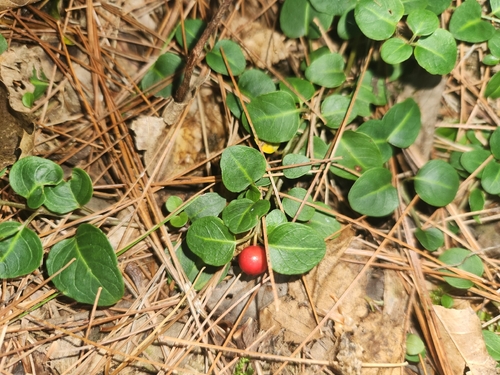 partridgeberry