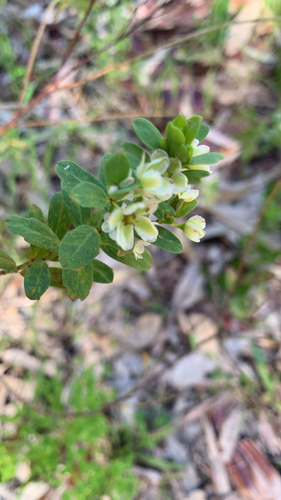 Phyllanthus calycinus, photograph 4