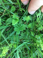Alchemilla micans