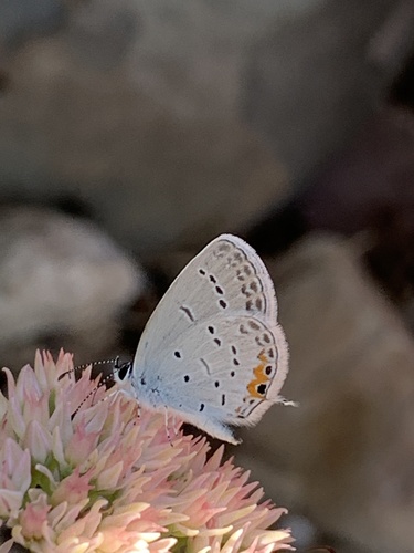 Eastern Tailed-Blue