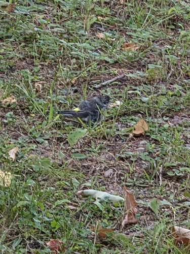 Yellow-rumped Warbler