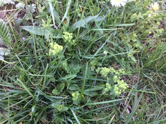 Alchemilla micans