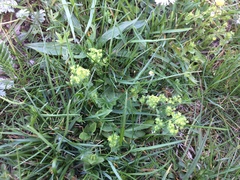 Alchemilla micans