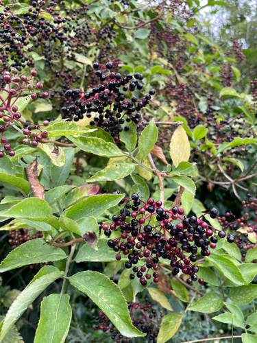 European black elderberry