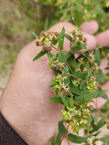 nodding spurge