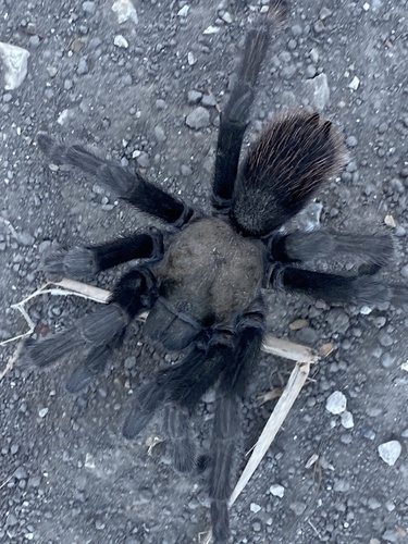 iNaturalist observation photo of California Ebony Tarantula