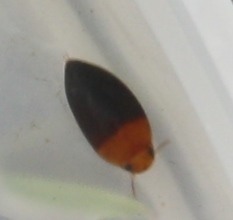 Hydrocanthus atripennis