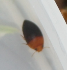 Hydrocanthus atripennis