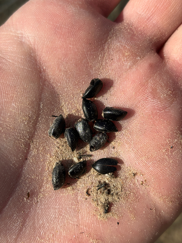 Extricated Darkling Beetle