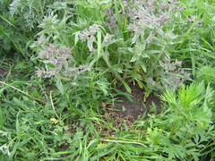 Nonea pulla