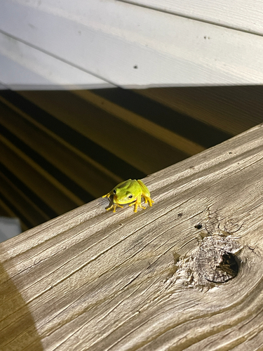 Squirrel Tree Frog