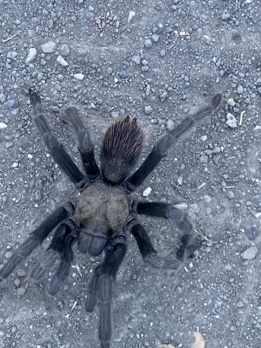 iNaturalist observation photo of California Ebony Tarantula